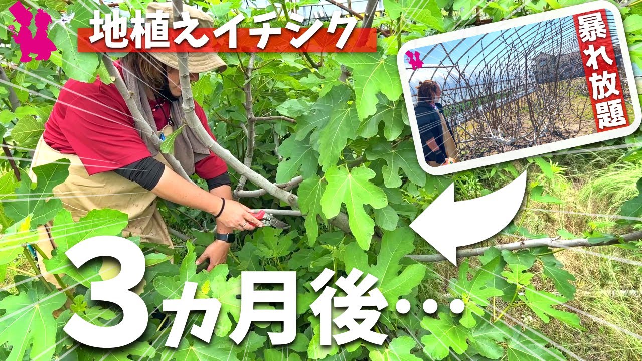 【芽吹き】暴れ放題イチジク強剪定後の様子/畑に植え付けた苗のその後