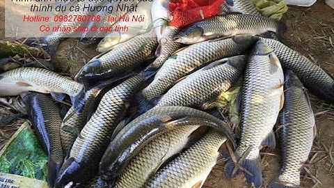 Mồi câu thần thánh, đặc trị trắm trắng, trắm đen, chép, trôi 4 trong 1