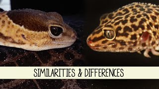 African Fat-Tailed Geckos Vs Leopard Geckos