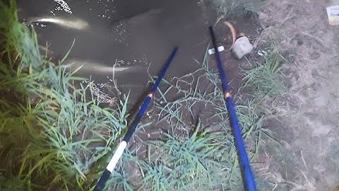 Thả Nước Quá Nhiều Cá Lươn Lên Mương Ruộng Trúng Đậm | kích cá miền tây