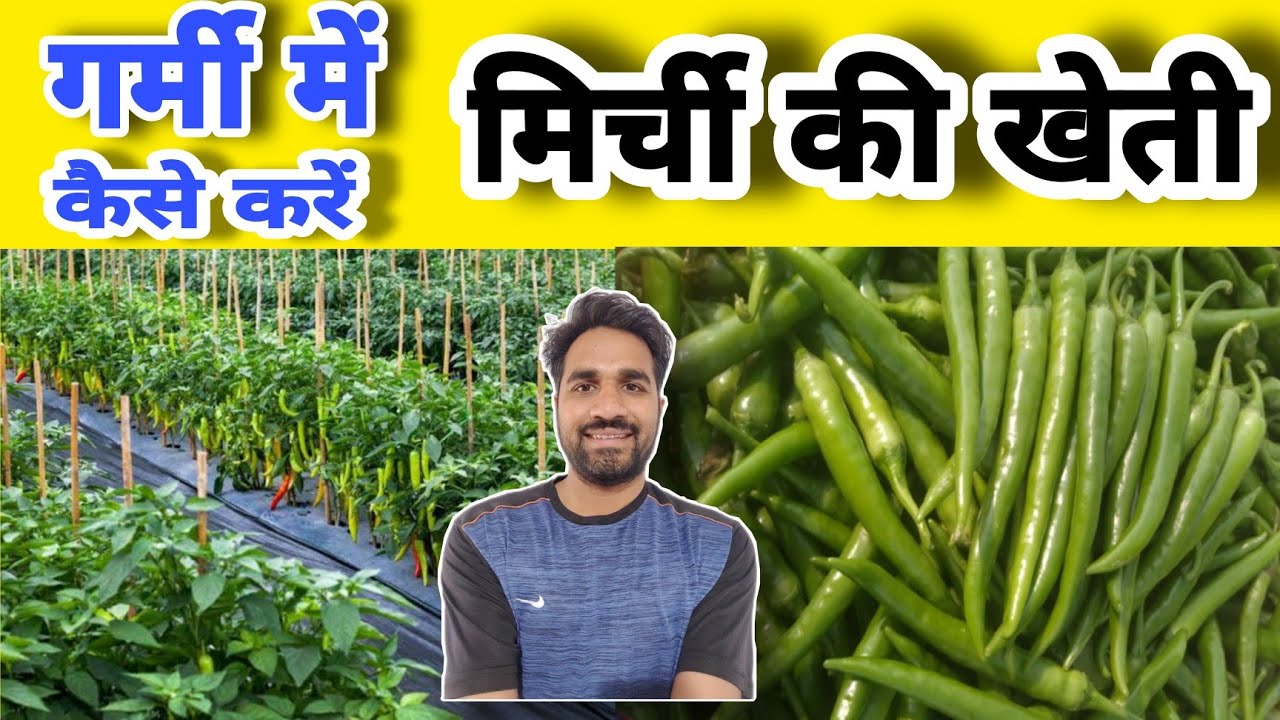 गर्मी में "मिर्ची की खेती" कैसे करें 🔥🔥How to Grow Chilli in Summer ...