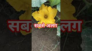 ये मैं हूं… और ये मेरा फल 🍈✨#DesiFarming #FreshHarvest #GaonKiLife #Kheti #VillageVibes #FarmerLife