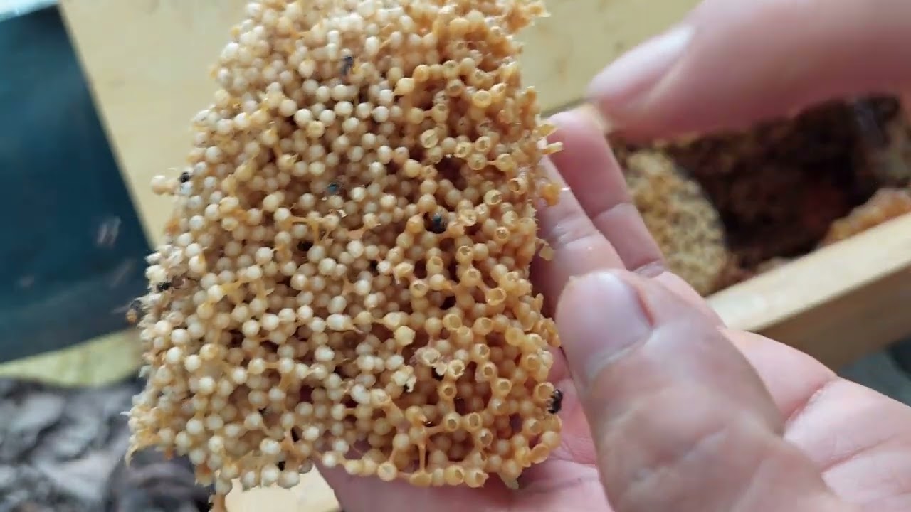 Cách Chia Đàn Ong Dú