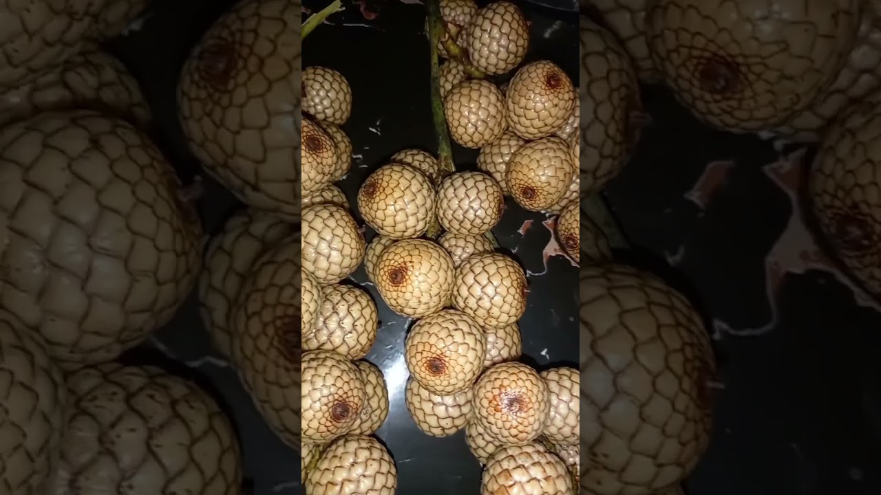 Rattan Fruit In Tagalog