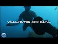 Beautiful shoredive in wellington nz freediving for big paua kina crays