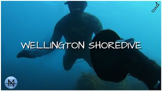 Beautiful Shore-Dive in Wellington NZ -Free-Diving for BIG PAUA -Kina -Crays