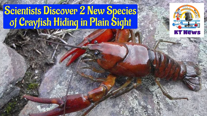 Scientist Discover 2 New Species of crayfish Hiding in Plain Sight