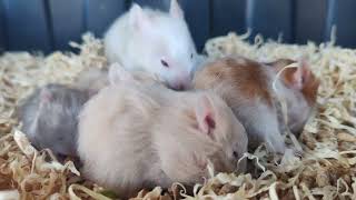 Cute little Hamsters at 1 month old