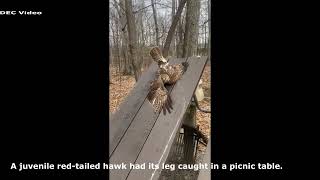 Hawk Rescue At Lakeside State Park April 4, 2022