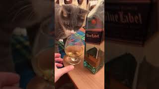 Кот и виски / blue label / cat and whiskey 🥃 Кот и виски / blue label / cat and whiskey 🥃