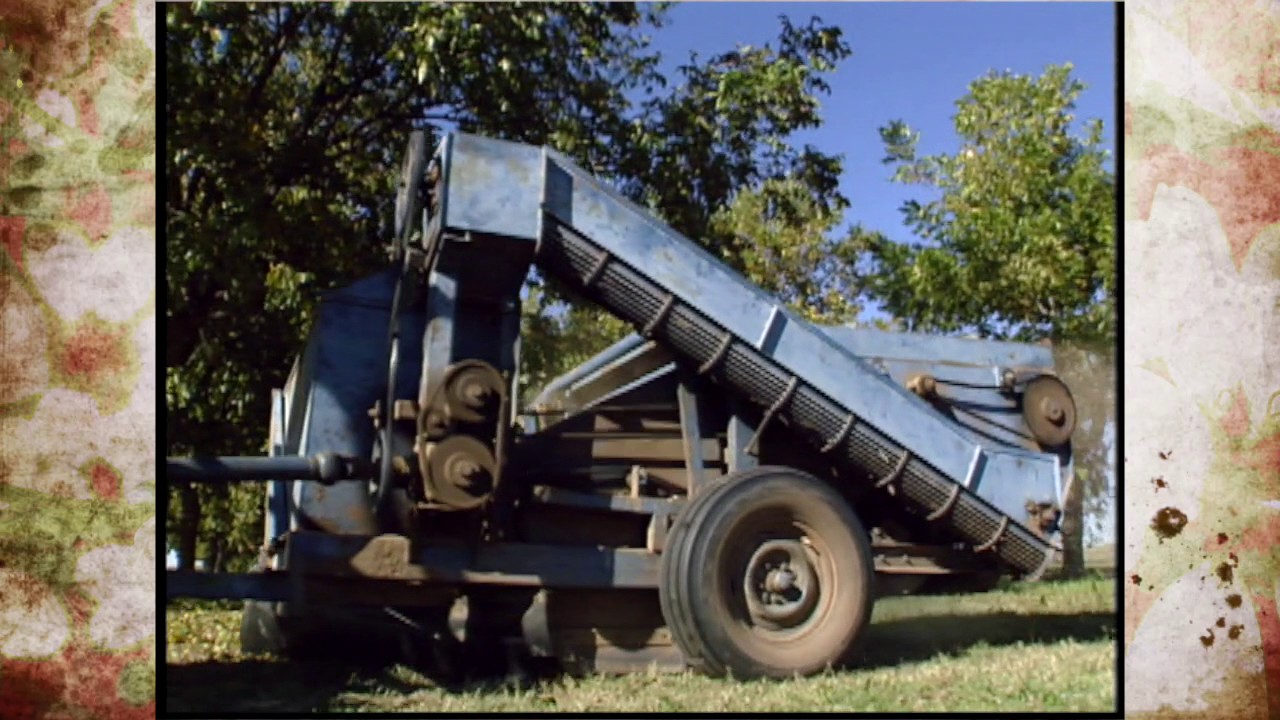 Pecan Harvest Season In Georgia Pecan Harvest Season In Georgia