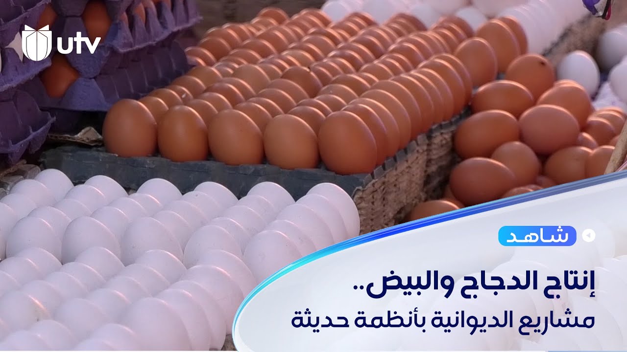 الديوانية تستحدث مشاريع لإنتاج البيض والدجاج بأنظمة حديثة