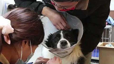狗狗被主人扔到桥洞，被救后内心恐惧害怕人类，通过陪伴如今大变样 - 天天要闻