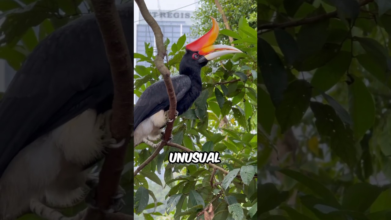 Три птицы с САМЫМИ СТРАННЫМИ клювами на Земле! 