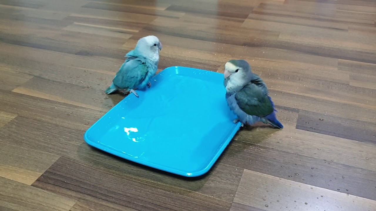 [모란앵무 LoveBird] 목욕하는 모란앵무 새삐쭈리 