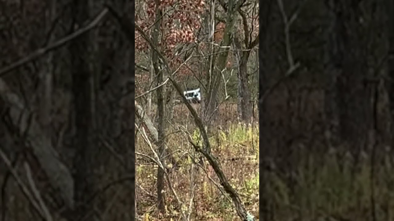 Public Land Hunting Gone Wrong. Bobcat Ruins Bow Hunt! 