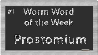 Prostomium