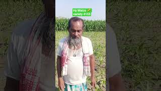 HY MAIZE 🌽 VARIETY 4155 PLOT, DARRANG DIST #facts #farming#agriculture #cornseeds#trending #shorts