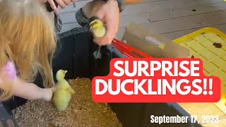 Even Better Deal Of The Day: $1 Ducklings!