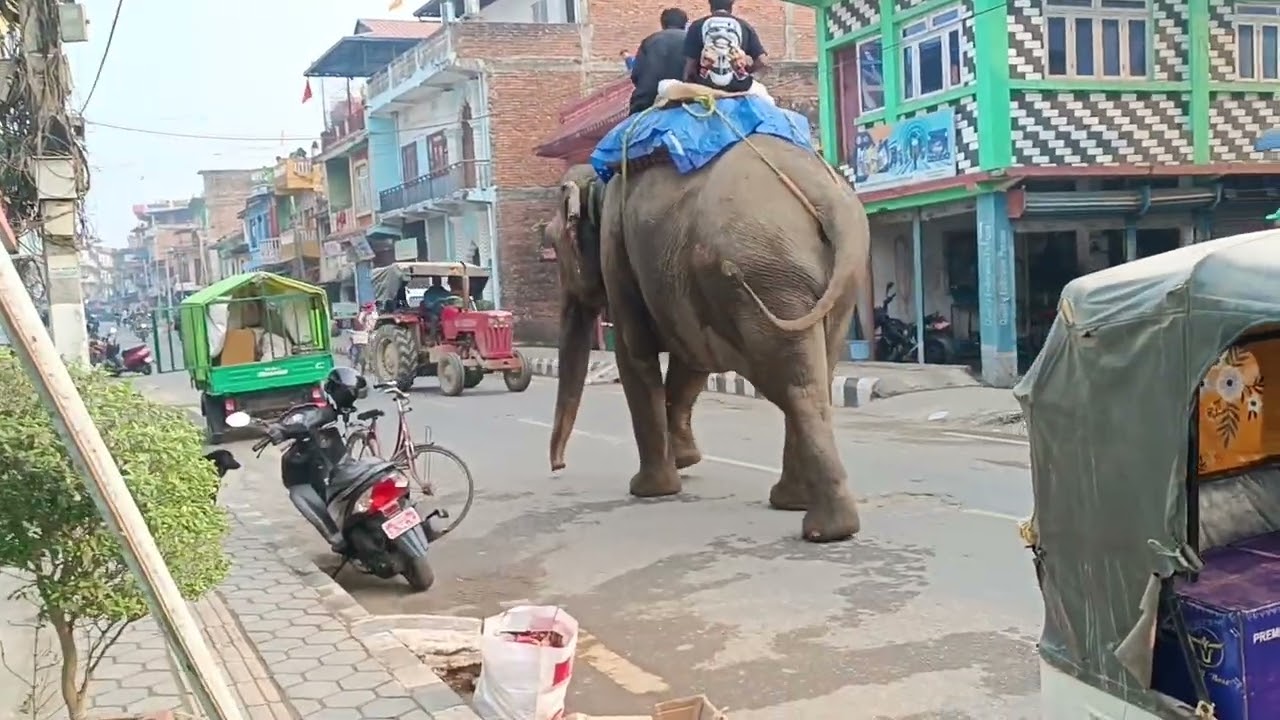 Elephant Stops Cars on Public Road 🐘🚦 | Fearless Man Stands in Front – Shocking Scene
