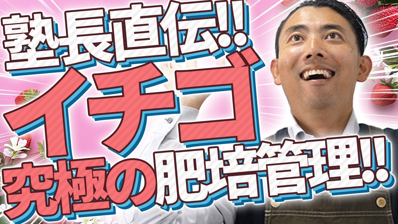 【園芸の基本】イチゴの究極の肥培管理を徹底解説します！🍓〜ハイポネックスが提唱する肥培管理プログラムをご紹介！〜【園芸塾】【ハイポネックス】
