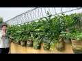The Secret to Growing Celery Without a Garden or Watering – Anyone Can Do It!