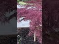 Japanese maple