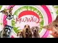 МИЛАХИ / Мейн-кун / Выпуск #1