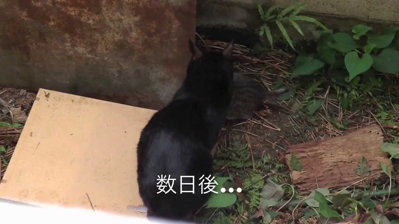 無慈悲なクロ猫の引っ越し Moving Of A Merciless Black Cat Youtube 無慈悲なクロ猫の引っ越し Moving Of A Merciless Black Cat Youtube