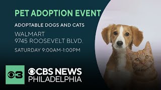 Walmart partners with Best Friends Animal Society to help pets find their forever home