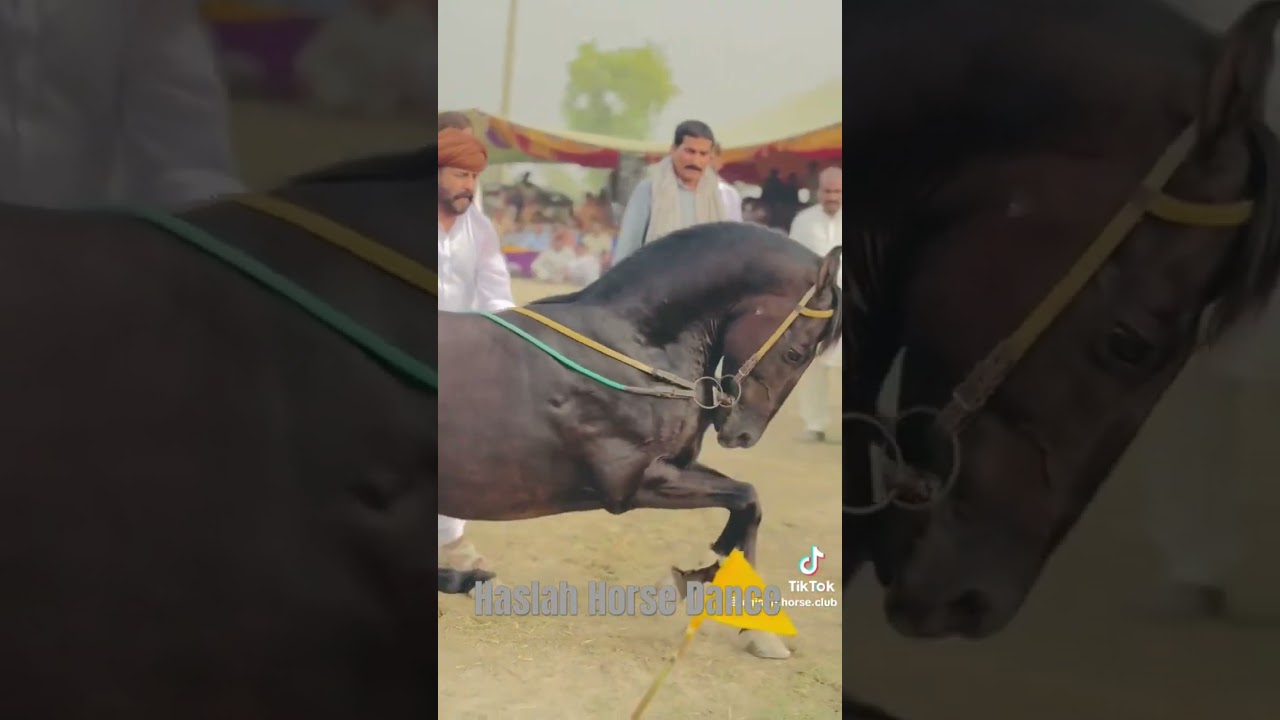 Haslah Horse Dance | Vip Ghora Dance | Mala show 2025