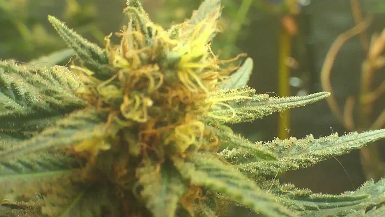 medical marijuana induction grow light! HD