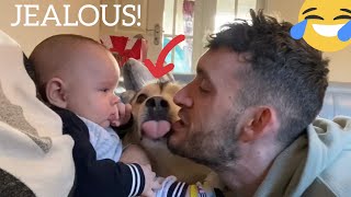 Jealous Husky Refuses To Let Dad Kiss Baby!! [WITH FUNNY CAPTIONS!]