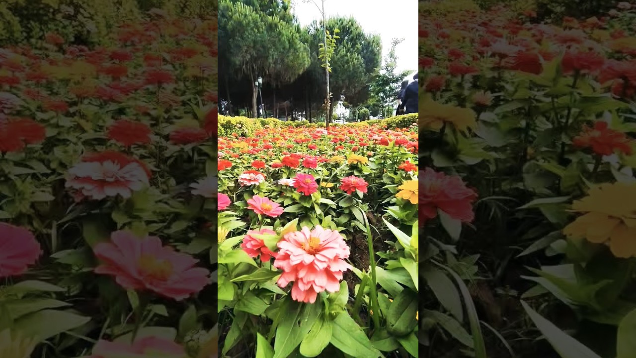 Beautiful Flowers in Full Bloom 🌺 | Relaxing Nature Scenery & Floral Beauty 