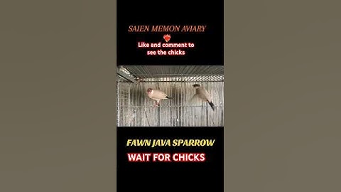 Java Breeding setup #shorts #short #trending #birds #lovebirds #javabirds