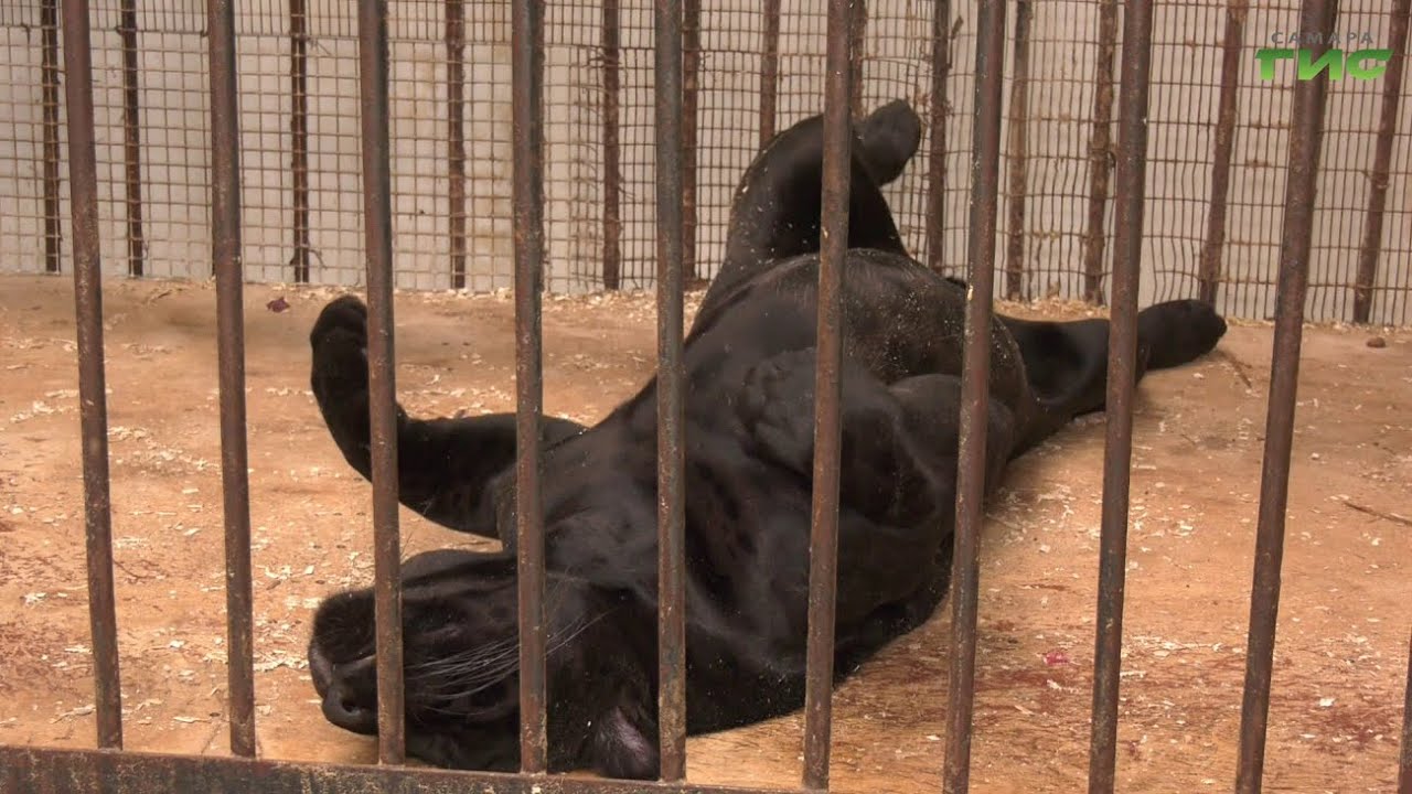 Зоопарк в самаре для Зоопарк в самаре для