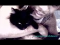 Lil B - The Movie BASED MUSIC VIDEO DIRECTED AND FILMED BY "LIL B" THIS IS EXTREMELY  DELICATE....