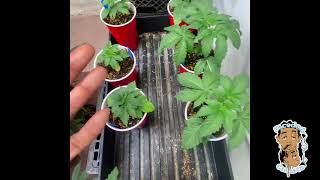 Faced Canna | Indoor Veg Room chronicles