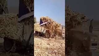 sophisticated way to clean up post-harvest land #shorts