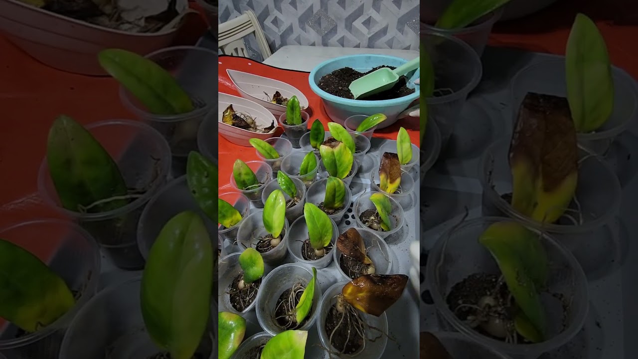 N⁰-423. ВА НИХОЯТ ЗИНЗИ БАРГЧАЛАРИМИЗНИ НАТИЖАСИ БИЛАН ТАНИШАМИЗ🥰🥰🥰