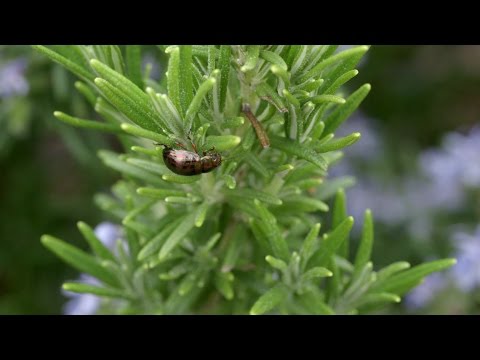 Video: Rosemary Beetle Skadedjur - Lär dig tips för att hantera rosmarin skalbaggar