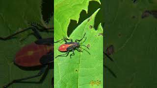 What are Boxelder Bugs?