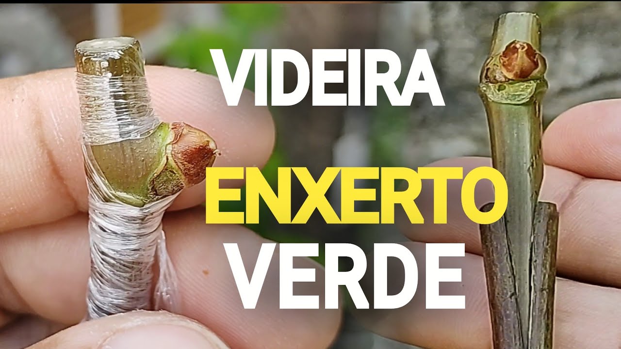 Enxerto VERDE de Videira na Prática