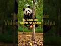 “El Secreto del Panda en la Selva #Panda #Selva #Naturaleza #Animales #Shorts #VidaSalvaje #Aventura