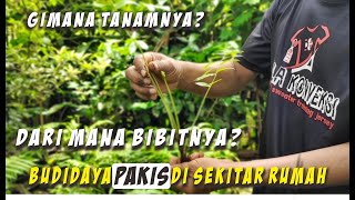 Pembibitan Pakis & Cara Penanamannya || Budidaya Pakis Skala Rumahan Media Polybag