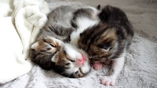 Three baby kittens sleeping side by side