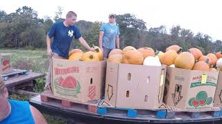 How we Harvest Pumpkins!