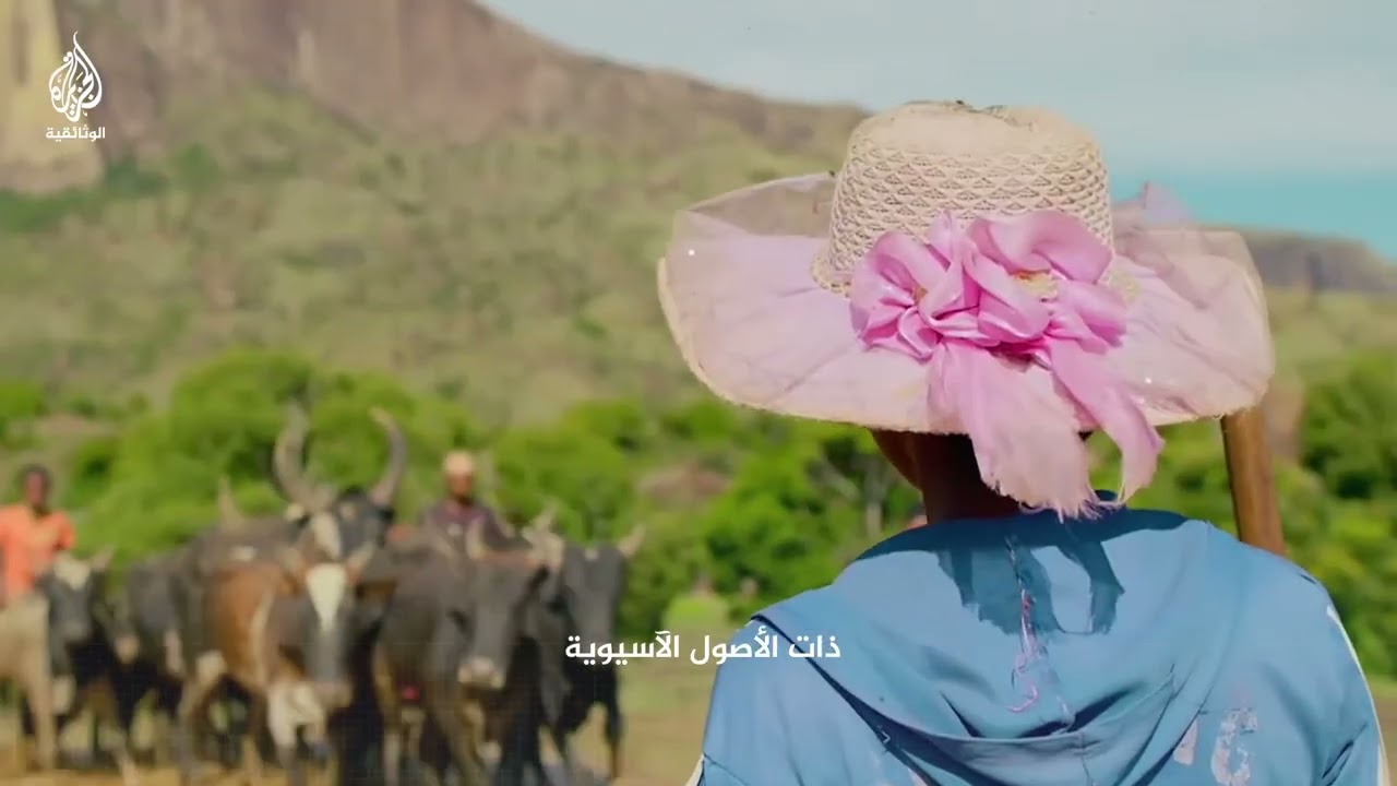 لماذا يرقص سكان مدغشقر مع الماشية؟