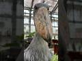 今日のおはようふたば(2026.5.4)【掛川花鳥園公式】