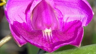 FLORAÇÕES LINDAS DE CATTLEYA WALKERIANA!!!